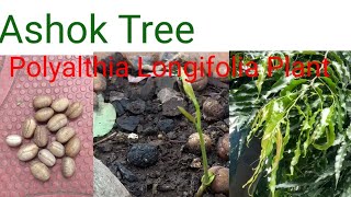 घरच्या घरी बनवा अशोकाचे झाड/बिज से बनाये अशोक का पेड/Polyalthia Longifolia Plant/Ashok  tree 🌱🌱