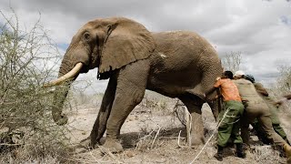 Treating a Tusker Caught in Human-Wildlife Conflict | Sheldrick Trust