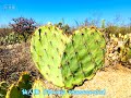 saguaro national park（巨柱仙人掌国家公园）