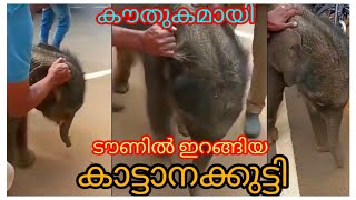 കൗതുകമായി കട്ടാനക്കുട്ടി..കാട് വിട്ടിറങ്ങിയ കാട്ടാന കുഞ്ഞ് ടൗണിലെത്തി.