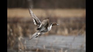 Arkansas Wildlife - S3.E11, Youth Duck Hunt and Perfectly Cooked Duck