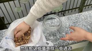 389 想要瓜果高产 品质好 正确预防植株缺钙 补钙补硼 很重要