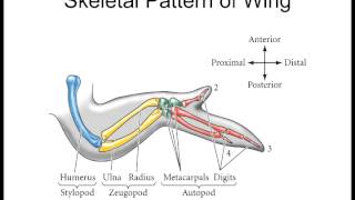 Lecture 9 Limb Specification