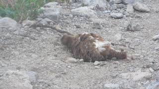 雷鳥の砂浴び