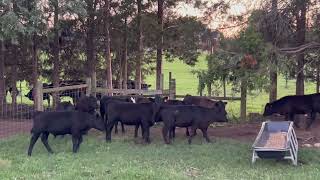Cattle Chores on the Farm