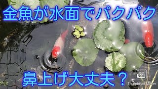 金魚の鼻上げ。その原因は？そして対策は？