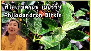 Philodendron birkin cares, ฟิโลเดนดรอนเบอร์กิน ไม้โตเร็ว ลายใบสวย | สวนอุ่นดิน [Th-Eng]