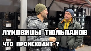 ЛУКОВИЦЫ ТЮЛЬПАНОВ. Итог сезона,прогноз на следующий