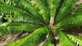 Dioon spinulosum - The Giant Gum Palm....It's A Cycad Though!