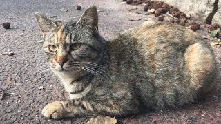 大きな音にびっくりした小トラ猫ちゃん【公園野良猫の暮らし】Cute cat videos