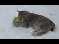 max canada lynx merry xmas eve 2024