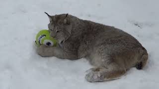 Max Canada Lynx Merry Xmas Eve 2024