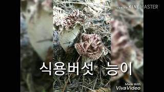 2018 웰빙 산야초 자연산 송이 채취 산행 1차 ㅡ추가설명  및  사진