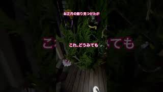 【長野県大町市】街中の飾り。本日初詣の帰り道にお正月の飾り見つけた。どう見ても、私にはクリスマスツリーに見える。#shorts