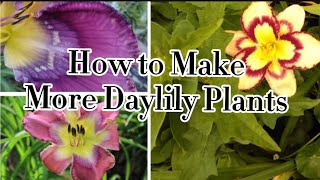 How to grow Daylily Flowers from seeds