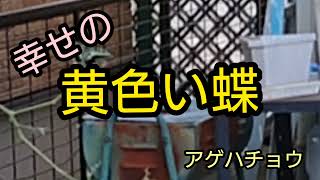 庭にやってきた黄色い蝶－アゲハチョウ