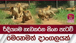 රිදියගම හැඩකරන සිංහ පැටව්.. මෙහෙමත් දාංගලයක් | Rupavahini News