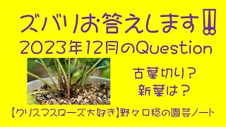 ズバリお答えします‼️ 2023年12月の Question