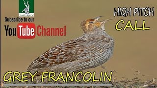 Grey Partridge | سنگلی آواز | Grey Francolin | Voice | High Pitch