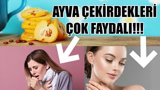 AYVA ÇEKİRDEKLERİ ÖYLE FAYDALI Kİ; ATMAYIN VE BİRİKTİRİN!