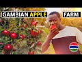 🇬🇲 He is Growing Apples, Coffee, and Strawberries in Gambia: Tropical Surprises: