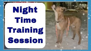 Nighttime Training Session With My Puppy! // unedited dog training session