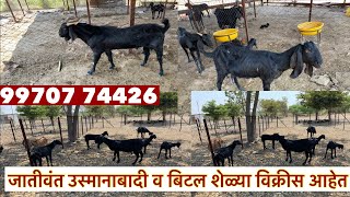 जातीवंत उस्मानाबादी व बिटल शेळ्या विक्रीस आहेत. #शेळीपालन #shelipalan #goatfarming