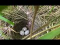 new yellowhammer nest with eggs yellowhammer nest update with chicks