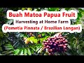 Buah Matoa Papua Fruit Harvesting at Home Farm (Pometia Pinnata/Brazilian Longan)