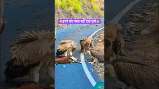 इतने बड़े गरुड़ देखे कभी 😳 #shorts  #short  #shortvideo #shortsvideo  #youtubeshorts  #shortsfeed