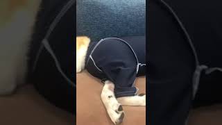 服を着させられて不機嫌な柴犬 #shorts