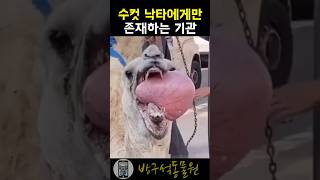 일반인들은 절대 모르는 수컷낙타의 비밀 🐪