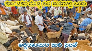 Akki Rampura sheep market - one of biggest in Karnataka