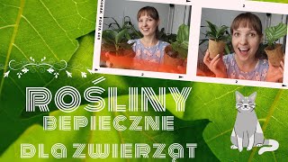 🌱 3 CIEKAWE ROŚLINY doniczkowe bezpieczne dla zwierząt 🐈🐕