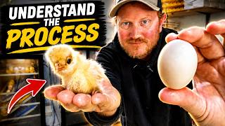 From Egg To Chick In 21 Days