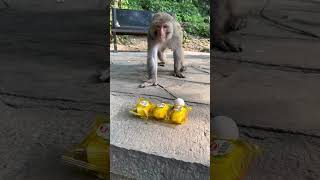 Funny monkey #132