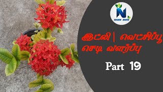 இட்லி பூச்செடி வளர்ப்பு | வெட்சிப்பூ | Idli Poo - Part 19