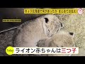 可愛らしい三つ子のライオン赤ちゃん　旭山動物園で