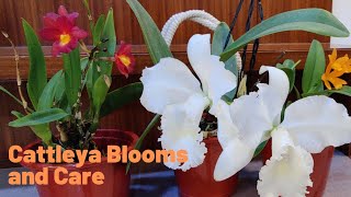 Blooming Cattleya Orchids and Care tips