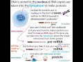 Molecular biology primer