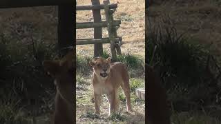 トワ ナナママのおしりでフレーメン