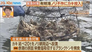 有明海ノリ不作　緊急対策でカキ設置