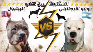 مقارنة بين كلاب البيتبول VS  الدوغو الأرجنتيني ||   Pitbull VS Dogo