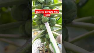 Brussels Sprouts Used to Taste Bad But Not Anymore! 🥦#nature #vegetables