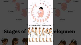 Stages of Baby's Development in the Womb 👶#shorts #viral #viralshorts