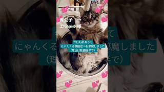 にゃんくる蒲田店にて肩乗り猫ふたたび【保護猫せのびあくび】番外編#shorts #ねこ #保護猫 #cute #cat #catlover #cutecat #猫カフェ #にゃんくる #子供の日