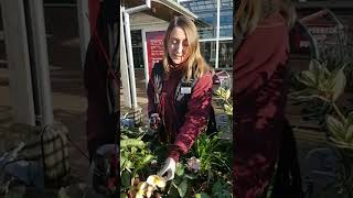 Pruning Hellebores | Tates of Sussex