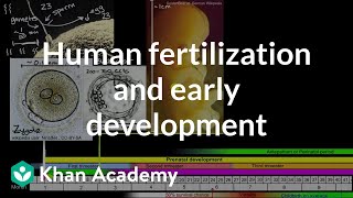 Human fertilization and early development | High school biology | Khan Academy