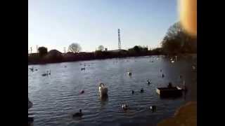 20150117-2　大塚池公園のハクチョウ白鳥スワンSWANS