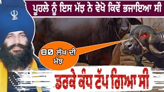 ਪੂਹਲੇ ਨੂੰ ਇਸ ਮੱਝ ਨੇ ਵੇਖੋ ਕਿਵੇਂ ਭਜਾਇਆ ਸੀ 😲 ਡਰਕੇ ਕੰਧ ਟੱਪ ਗਿਆ ਸੀ | Punjabi Fact